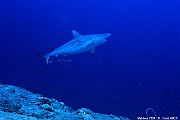 Carcharhinus amblyrhynchos requin gris de recif Maldives Miyaru kandu-23m-20240427-da-DSC_7331_tn